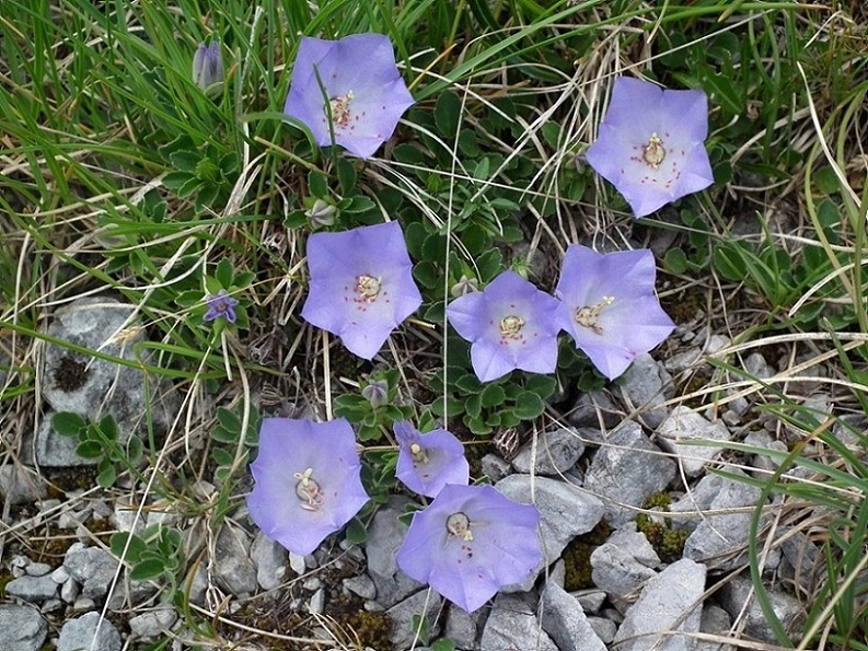 Campanula raineri / Campanula dell''arciduca